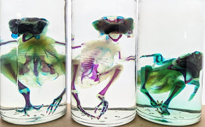 DEFORMED Chicken, Two Faced - Diaphonized