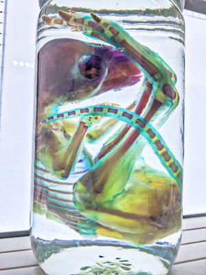 Wallaby - Diaphonized